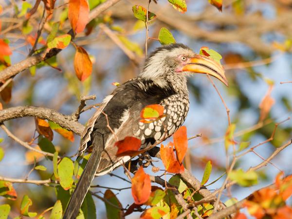 <h3>Tockus leucomelas / Southern yellow‑billed hornbill / Zuidelijke geelsnaveltok</h3>OM-1 Mark II with OLYMPUS M.300mm F4.0, 1/2000 sec at F4.0, ISO 1000, distance 8.16 m